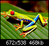 Click image for larger version

Name:	red-eyed-tree-frog-agalychnis-callidryas_24b.png
Views:	277
Size:	468.4 KB
ID:	72903