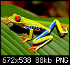 Click image for larger version

Name:	red-eyed-tree-frog-agalychnis-callidryas_16c_24b.png
Views:	169
Size:	88.1 KB
ID:	72905
