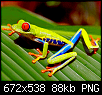 Click image for larger version

Name:	red-eyed-tree-frog-agalychnis-callidryas_16c_12b.png
Views:	262
Size:	88.1 KB
ID:	72906