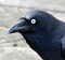 a_crow's Avatar